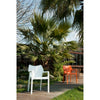 Siesta Diva Arm Chair